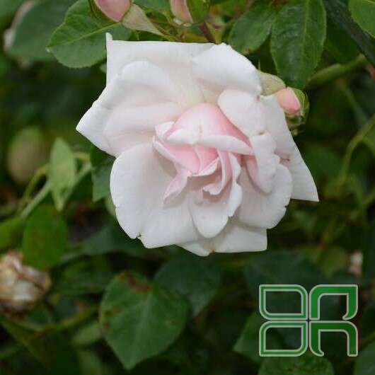 New Dawn Rose - Pink Climbing Roses - Fragrant Rose Plants ...