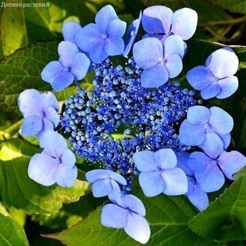 Гортензия пильчатая Блюберд/Hydrangea serrata Bluebird 40-50 ...