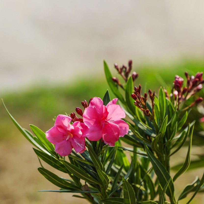 Цикламен: правила содержания в домашних условиях - Flowers.ua