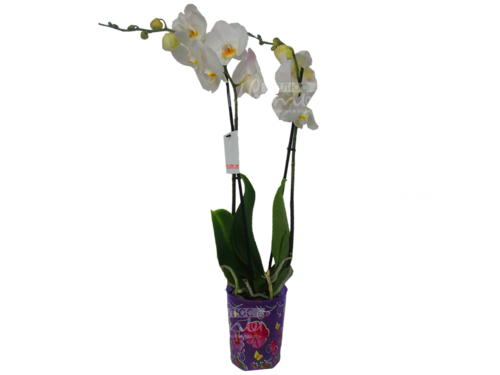 Китай Орхидея Phalaenopsis, Китай Орхидея Phalaenopsis список ...