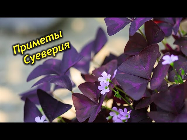 Цветок бабочка кислица (Oxalis): уход ...