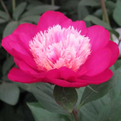 Пион Кринклед Уайт (Paeonia Krinkled White). Простой. Цветок ...