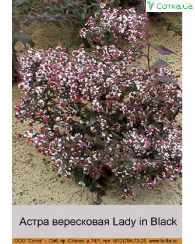 Aster ericoides 'Snow Flurry', Астра вересковая 'Снов Флорри'