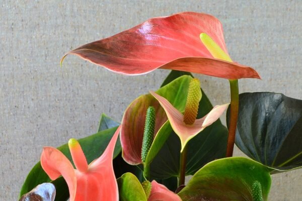 Антуриум (Anthurium) — описание, выращивание, фото | на ...