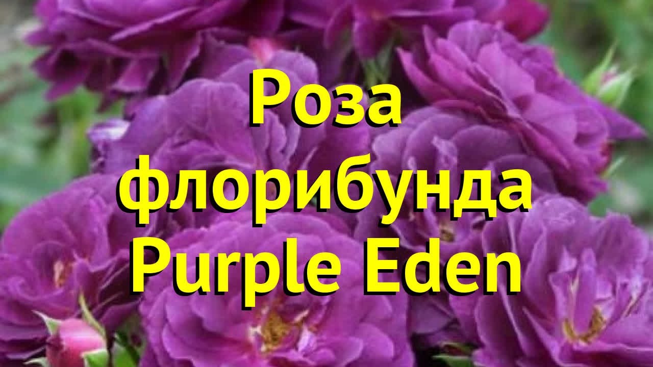 Роза Блю Эден: купить саженцы Blue Eden / Wild Blue Yonder в ...