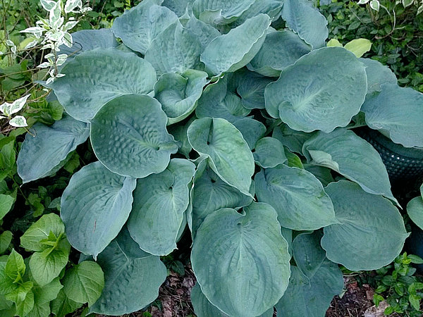 PlantFiles Pictures: Hosta 'Moonlight ...