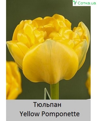 Тюльпан махровый поздний Yellow Pomponette (ID#1208108004 ...