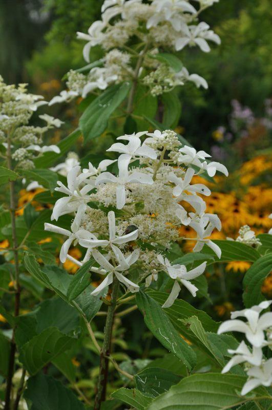 Гортензия метельчатая Грейт Стар (Hydrangea paniculata Great ...