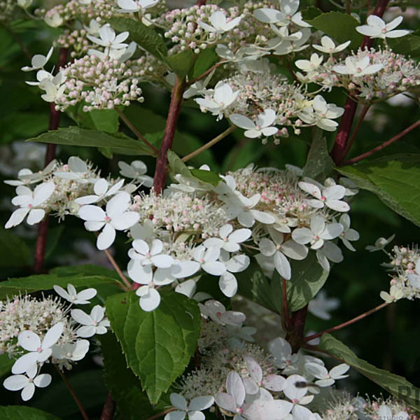 Hydrangea paniculata `Tardiva ...