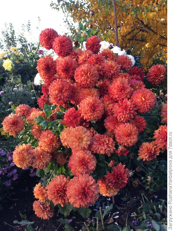 Chrysanthemum koreanum ...