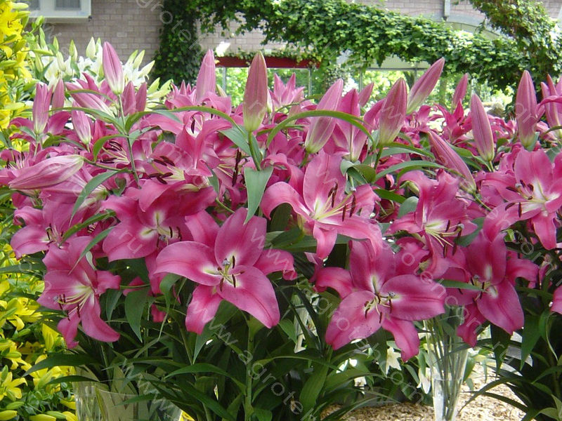 lilium ot-hybrids robina ...