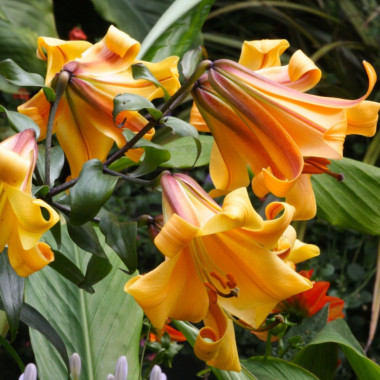 LILY ORIENTAL - BLIZZARD 90cm | Wholesale Dutch Flowers ...