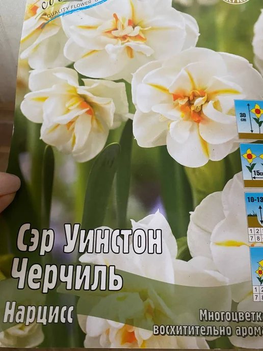 4,000+ Free Нарцисс Сэр Уинстон Черчилль & Daffodil Images ...