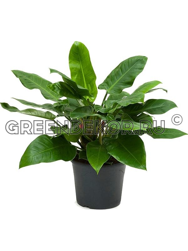 Philodendron Imperial Green ...