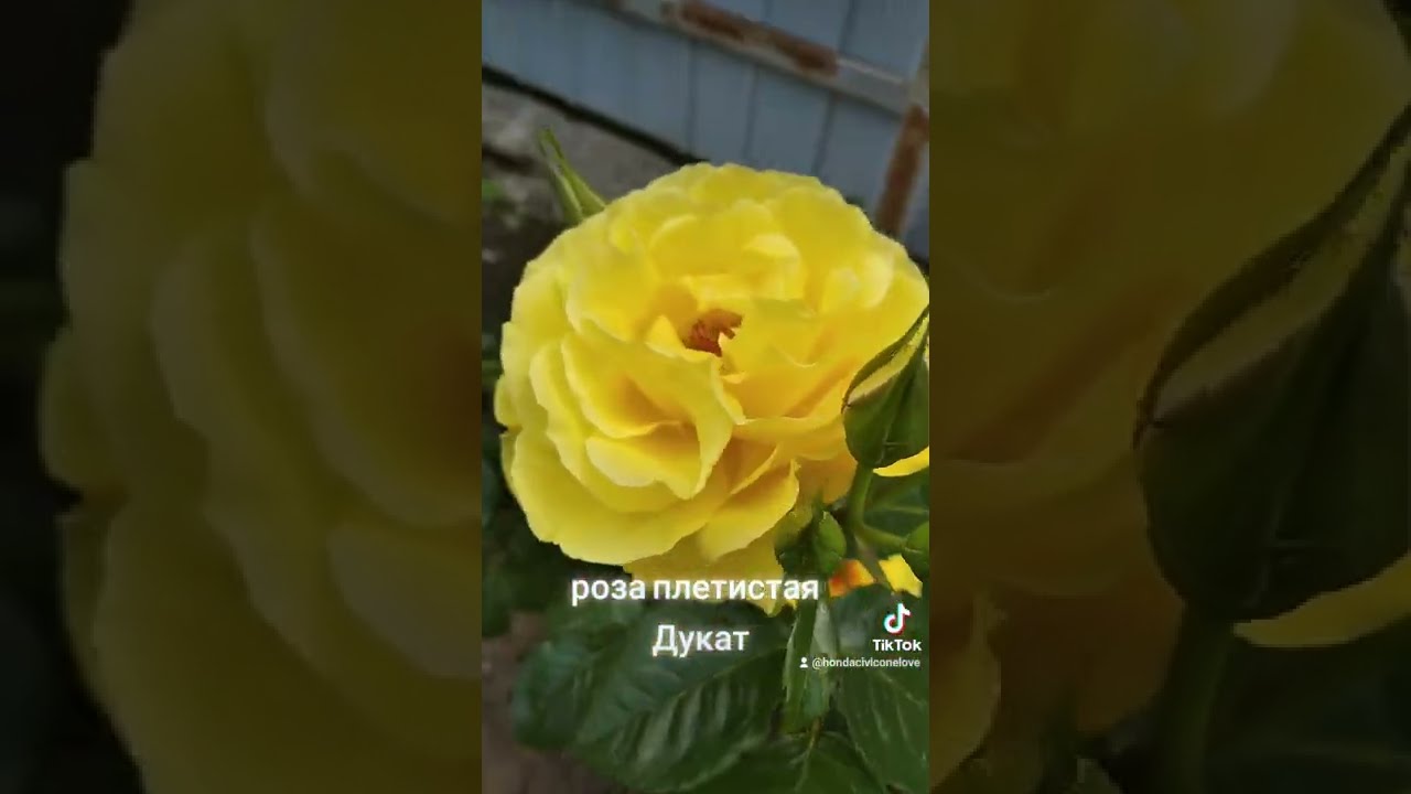 Роза плетистая Дукат (Rosa Climber Dukat) С7 — Питомник ...