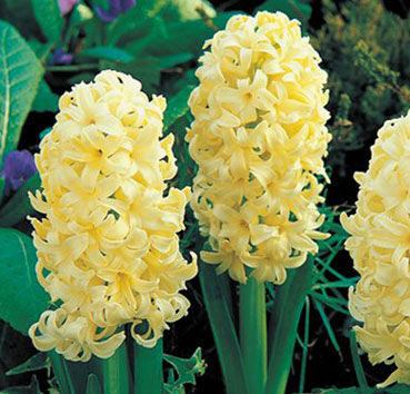 Hyacinthus Zigeunerprinzessin - Jack the Grower