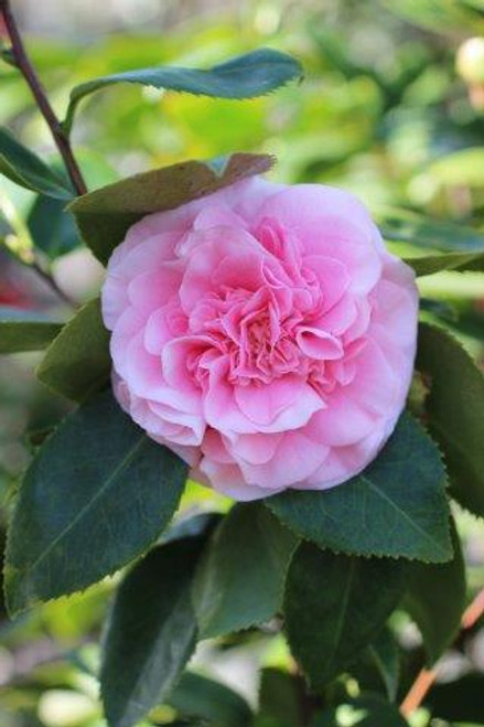 2,742 Camellia Petals Stock Photos ...