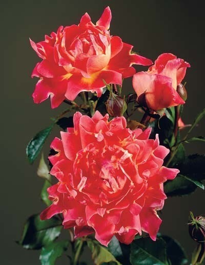 Купить Роза флорибунда Раффлс Индиан Rose floribunda Indian's ...