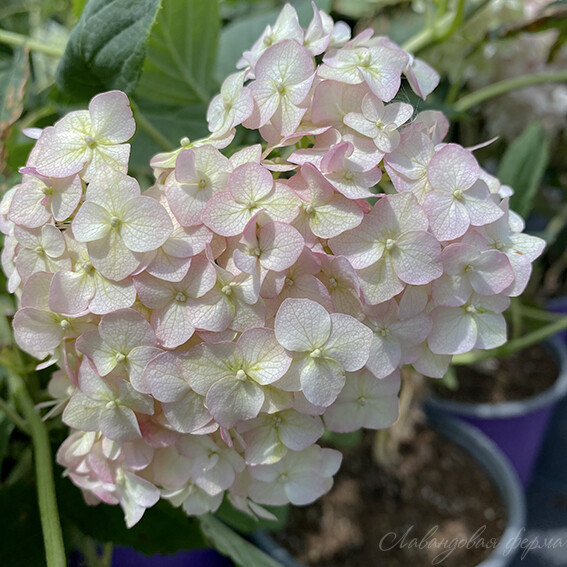 Гортензия древовидная (Hydrangea arborescens `Candybelle ...