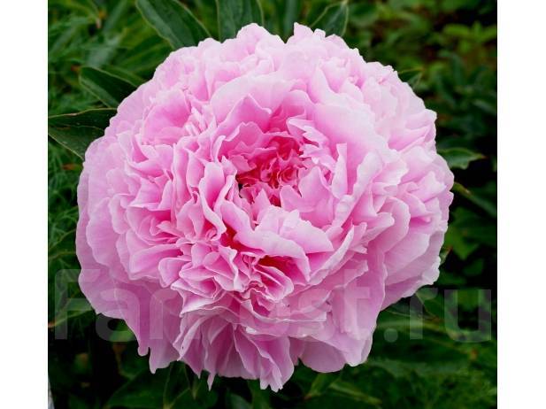 Peony itoh Magical Mystery Tour - new long-flowering peony ...