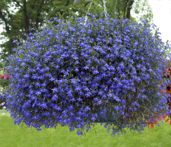 Голубые и синие цветы для украшения сада - Flowers.ua