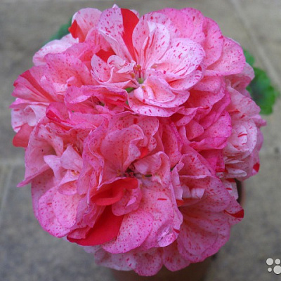 Peony 'Peppermint Patti' 23W24 Lactiflora V2- | Peony 'Peppe ...