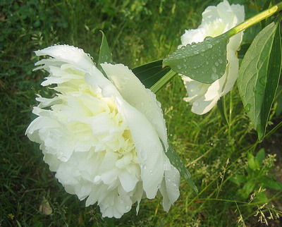 Which yellow peonies do you offer ...