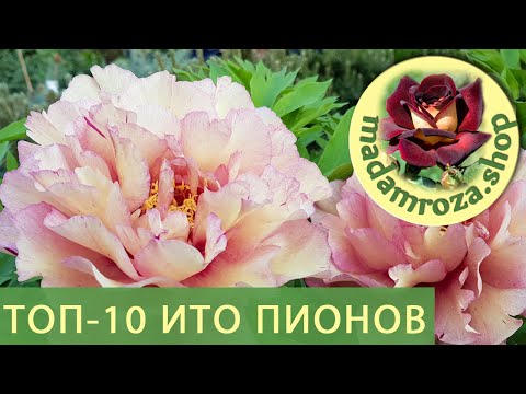 Пион Соланж (В упаковке 1 шт.). Садовита