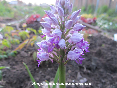 Пальчатокоренник пятнистый / Dactylorhiza maculata ...