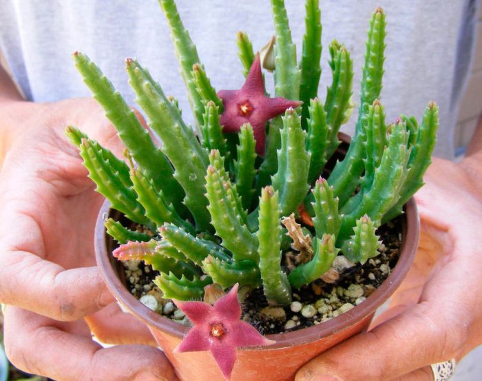 Stapelia VARIEGATA или Стапелия Пестрая (семена)