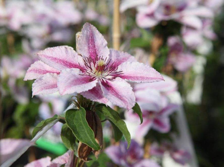 Waldrebe / Clematis 'Darius' | Annas Garten