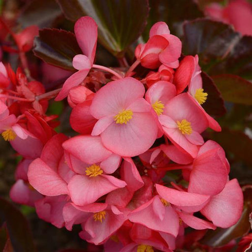 Megawatt Red Green Leaf Begonia (Begonia 'Megawatt Red Green ...