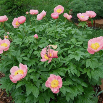 Paeonia Triphena Parkin Пион Трифена Паркин