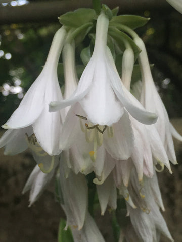 Хоста Snow Cap ⭐ Hosta Snow Cap - YouTube