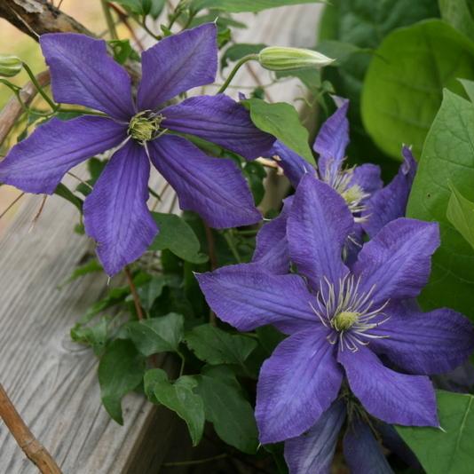 Clematis 'Rhapsody' - Order Online