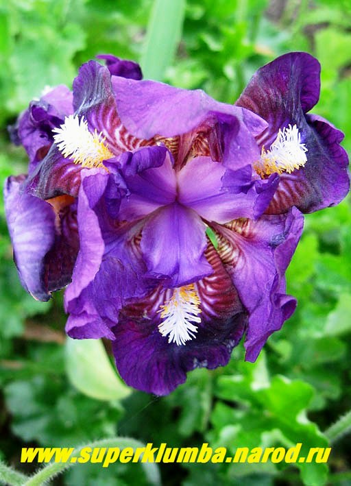 Iris pumila 