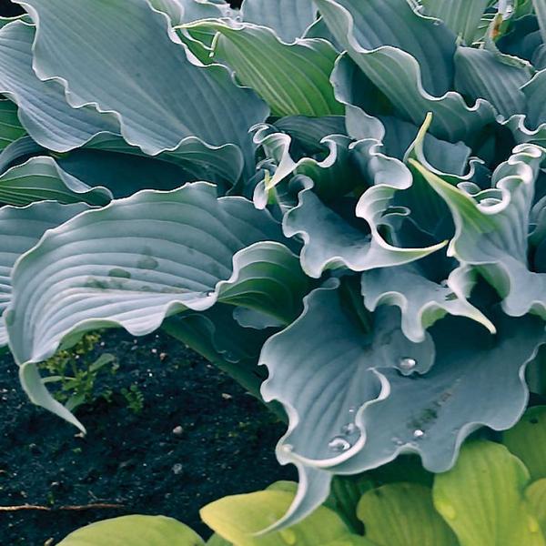 Хоста Ферст Фрост: купить саженцы Hosta First Frost в Москве ...