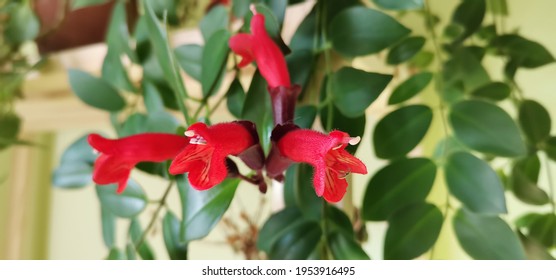 Aglaonema Lipstick Green ...