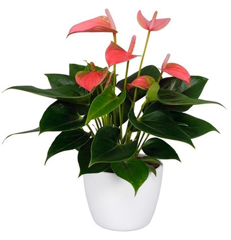 Anthurium Andre Joli Pink ...