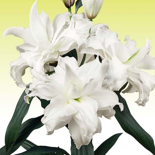 Lilium Serene Angel