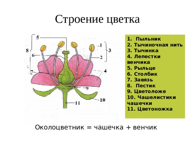 Решено)Стр.99 ГДЗ Рабочая тетрадь Сонин 6 класс по биологии