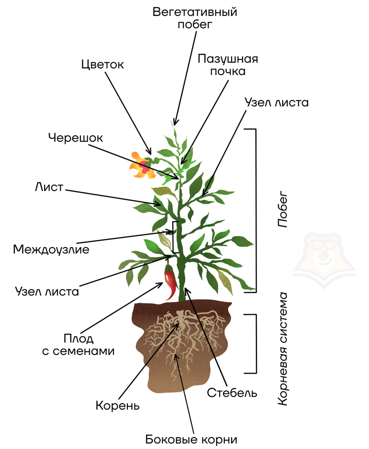 Сочинение по картине И.Т. Хруцкого 