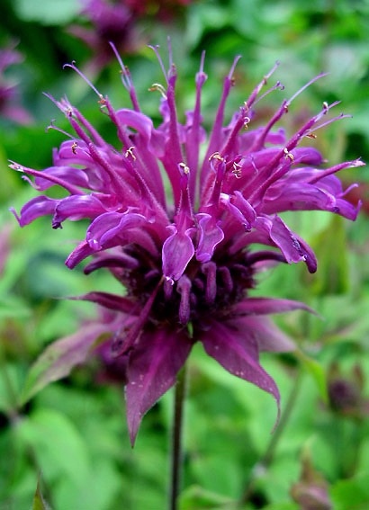 Семена и луковицы Bee Balm Full Shade многолетний - огромный ...