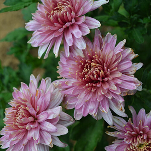 Купить семена Хризантема Chrysanthemum Pink Dream в Москве ...