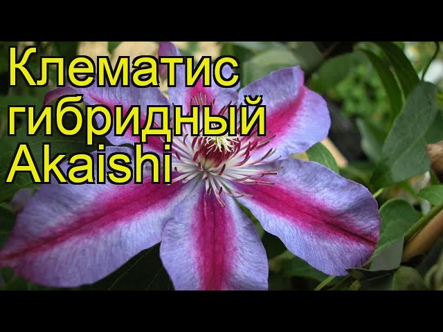 Клематис Akaishi (Акаиши) 2 группа купить выгодно✵Сады-Эдема ...