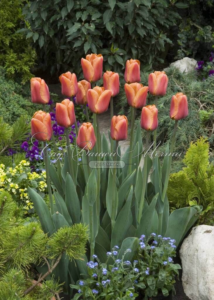 Karamellfarbene Triumph-Tulpe | Tulipa Brown Sugar