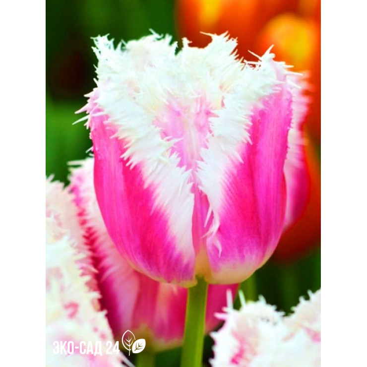 Organic Tulipa 'Siesta' - Buy crispa tulips? | Order at ...