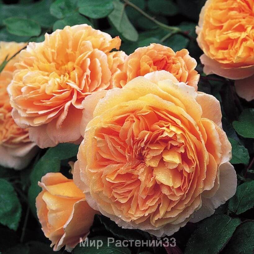 Crown Princess Margareta (Краун принцесса Маргарет) Austin ...