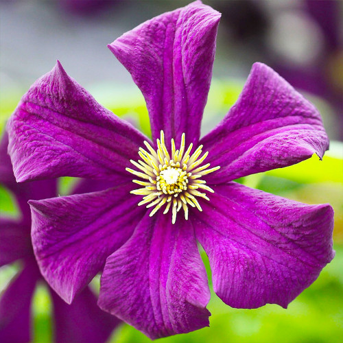 Clematis 'Wildfire' - GARDENIDEA