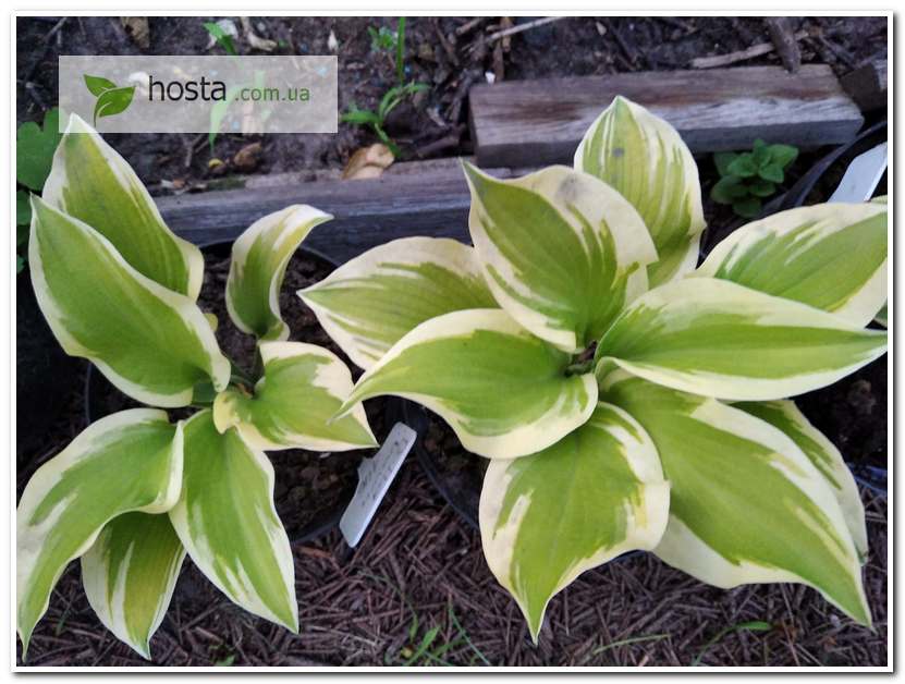 Hosta Хоста - Страница 2 из 4 - GARDENIDEA